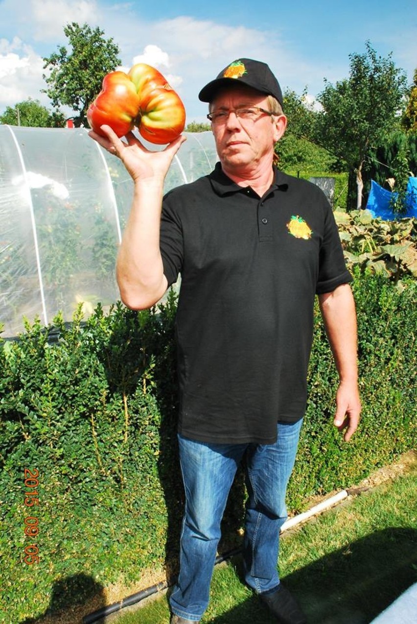 Najwiekszy pomidor w Polsce wyhodowany w Raciborzu