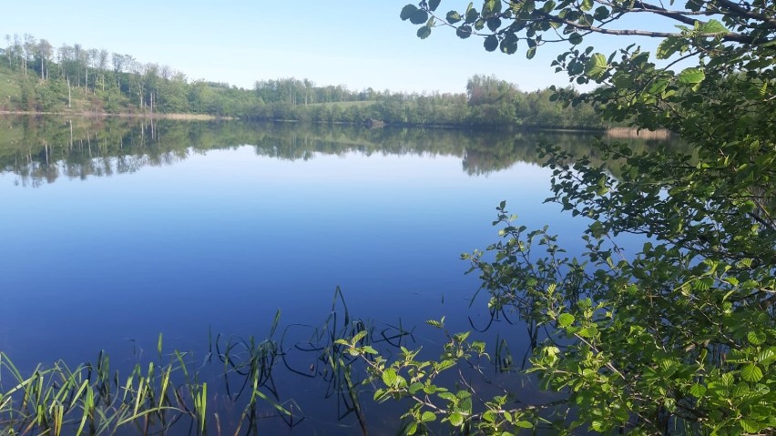 Na Jeziorze Glinowskim w gminie Parchowo ktoś zabił pisklęta perkoza (zdjęcia)