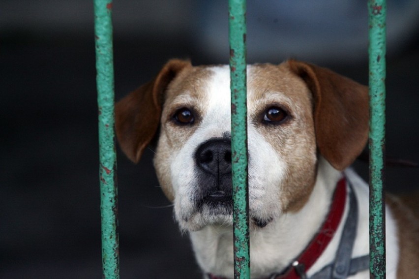 Te psy czekają na adopcję w legnickim schronisku [LEGNICA]