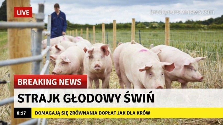 Reakcja internetu na dopłaty dla rolników: Krowa plus i...