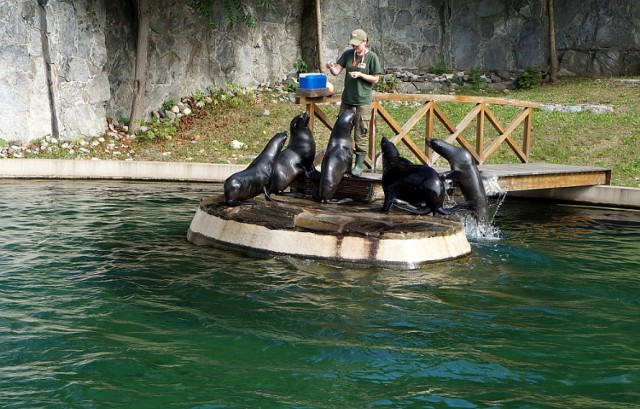 Karmienie fok we wrocławskim zoo