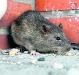 Mieszkańcy alarmują, że znów mamy szczurzy problem