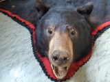 Chciał sprzedać skórę z niedźwiedzia. Przyłapali go policjanci z Dzierżoniowa!