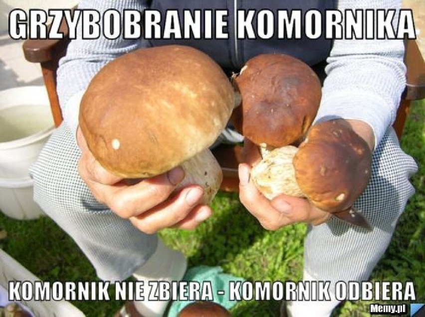 MEMY o grzybiarzach! Grzybobranie na wesoło.