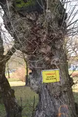 Tychy: Drzewa z żółtymi tabliczkami: Uwaga, drzewo osłabione! 