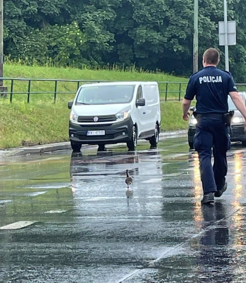 Kaczka w asyście policji na skrzyżowaniu Wielickiej i...