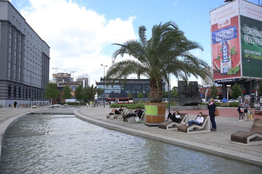 Na początku przyszłego tygodnia, po zimowej przerwie, palmy...