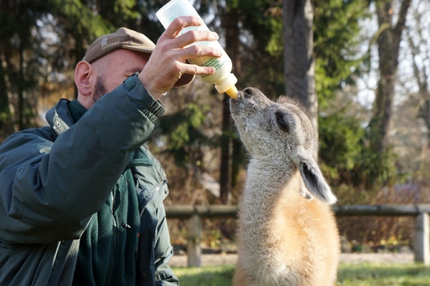 Nowy mieszkaniec zoo. Samiczka gwanako