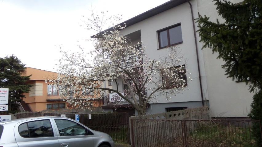 Piękne magnolie rozkwitają w Myszkowie ZDJĘCIA