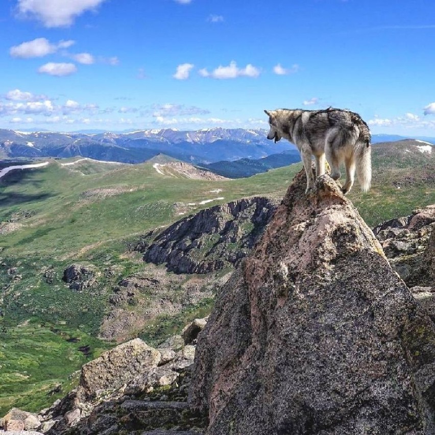 fot. Kelly Lund instagram.com/loki_the_wolfdog