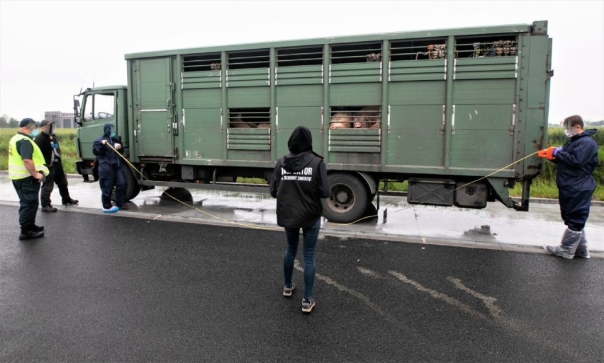 Inspekcja Transportu Drogowego zatrzymała transport zwięrząt w Reńskiej Wsi 