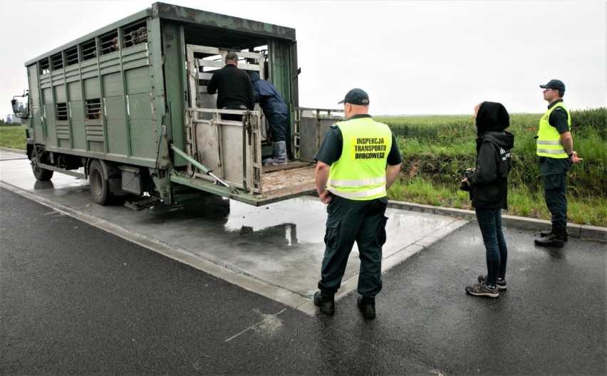 Inspekcja Transportu Drogowego zatrzymała transport zwięrząt w Reńskiej Wsi 