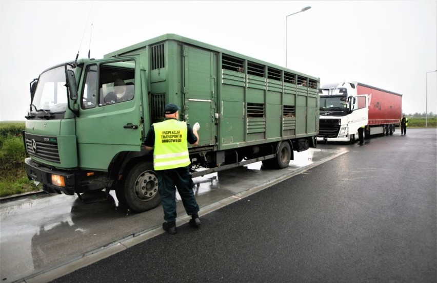 Inspekcja Transportu Drogowego zatrzymała transport zwięrząt w Reńskiej Wsi 