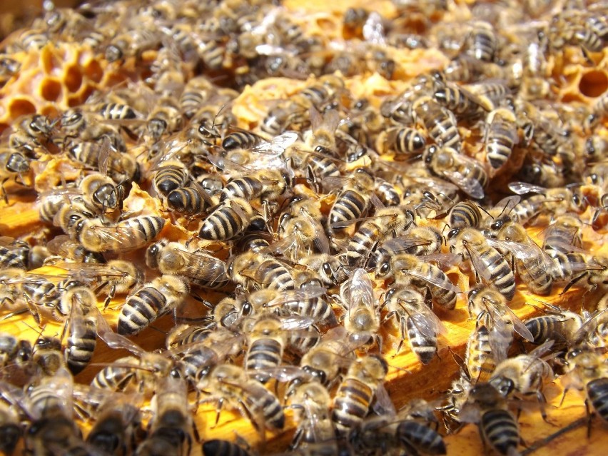UWAGA! Pszczoły atakują na szlaku rowerowym 
