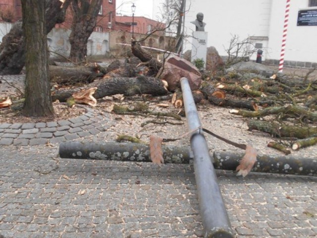Drzewo zagrażające kościołowi na placu Jana Pawła II w Wejherowie