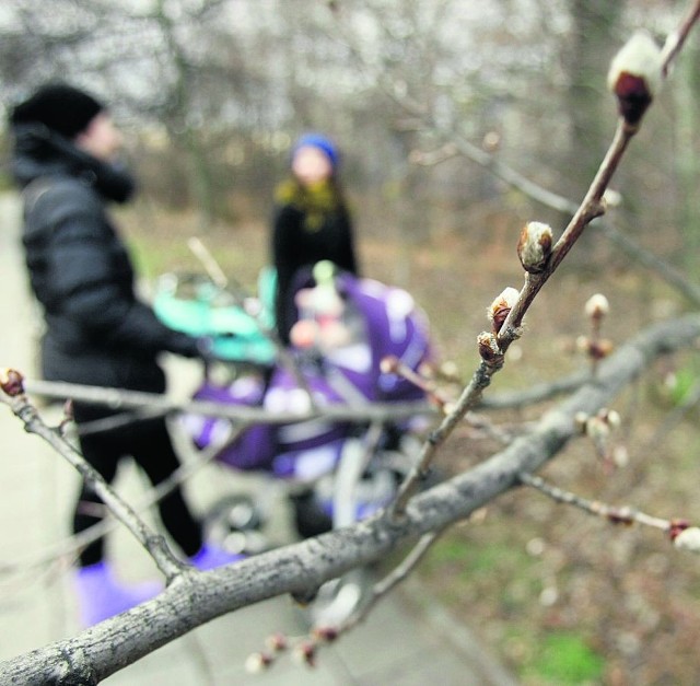 Wiosenne pączki na gałęziach drzewa przy ul. Kozanowskiej