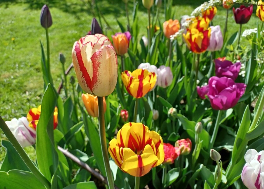 Jeśli chcemy, by tulipany i inne wiosenne kwiaty pięknie...