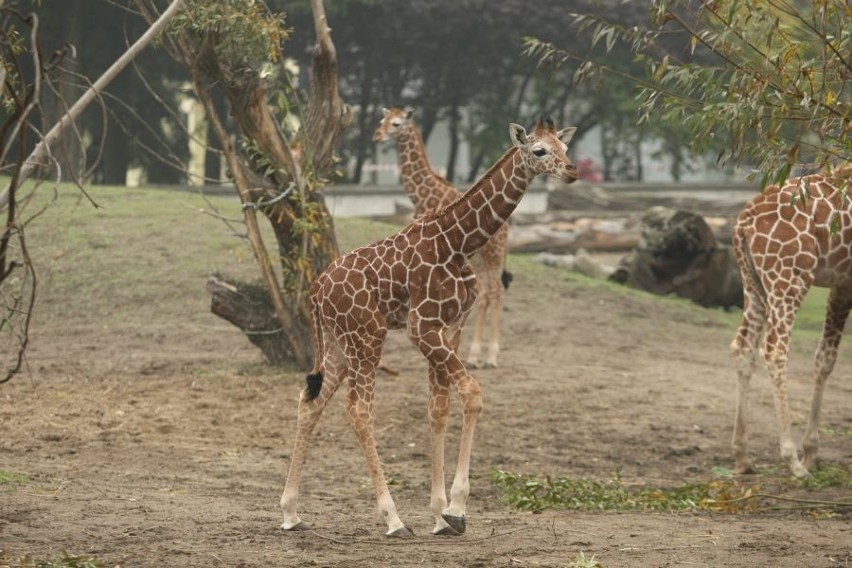 Iroko i Subira - to dwie małe żyrafy, które urodziły się we...