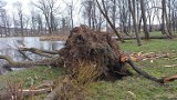 Wichura powala drzewa, zrywa poszycia dachów. Park wokół dworu Byszewskich w Lipinkach zrujnowany