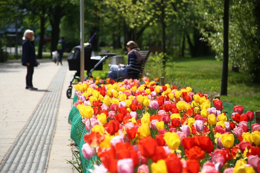 Pełnia wiosny na Ursynowie. W dzielnicy zakwitły dywany tulipanowe [ZDJĘCIA]