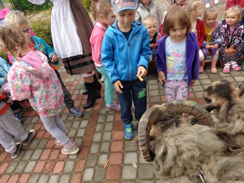 Przedszkole Bajka w Rumi i... owca | ZDJĘCIA