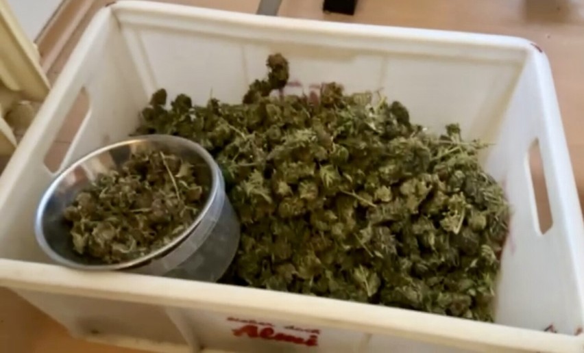 W sumie, policjanci zabezpieczyli ponad 6 kg marihuany