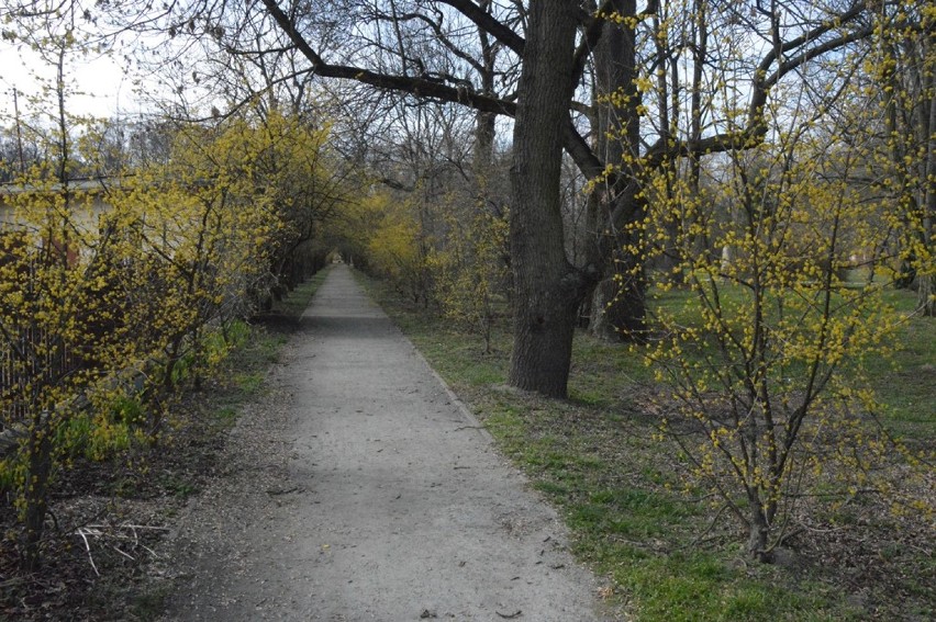 Zabytkowy park w Zadzimiu