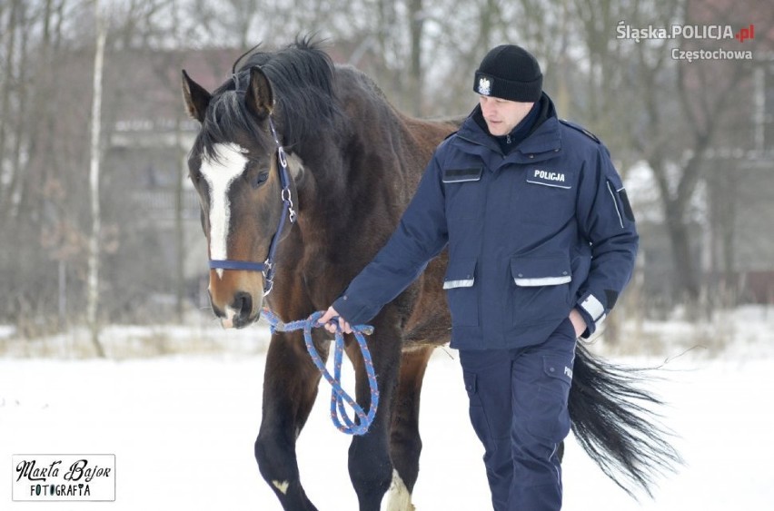 Częstochowa: Policyjny koń Blue Baker odzyskuje siły po operacji krtani [ZDJĘCIA]