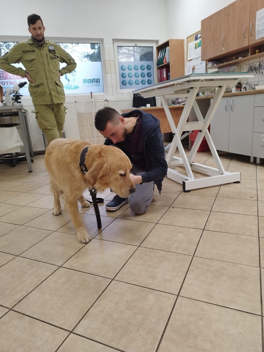 Pies Orion z Wałbrzycha wrócił z misji w Turcji, przechodzi...