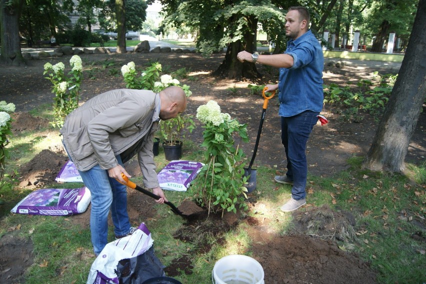 Park miejski w Kaliszu ozdobiły hortensje