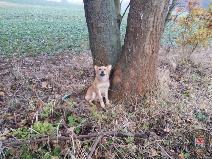 Lubań: Kolejny pies przywiązany do drzewa by zdechł z głodu i zimna