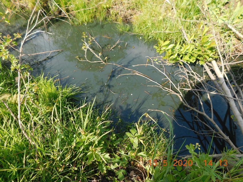 Kto zabrudził rzekę Jasieniec? Strażnicy szukają sprawcy