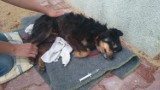 Mieszkanka gminy Gorzkowice znęcała się nad swoim psem - cierpiał gnijąc za życia