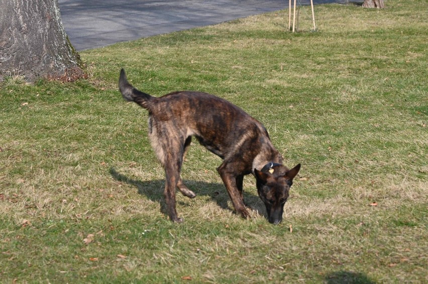 Dzielne czworonogi. Pierwsze psy szkolone w Nowym Sączu jadą na Ukrainę. Będą szukać rosyjskich min i ładunków wybuchowych