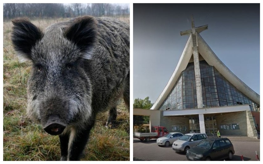 Dzik wtargnął do kościoła i zniszczył figurę Jezusa. Wśród wiernych wybuchła panika