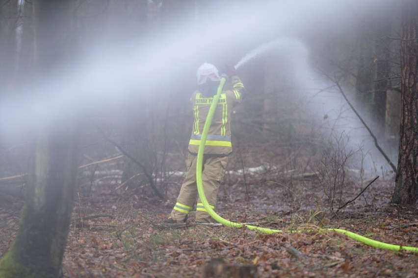 Duże ćwiczenia strażaków w lesie komunalnym w Grudziądzu. W akcji kilkanaście zastępów z całego powiatu