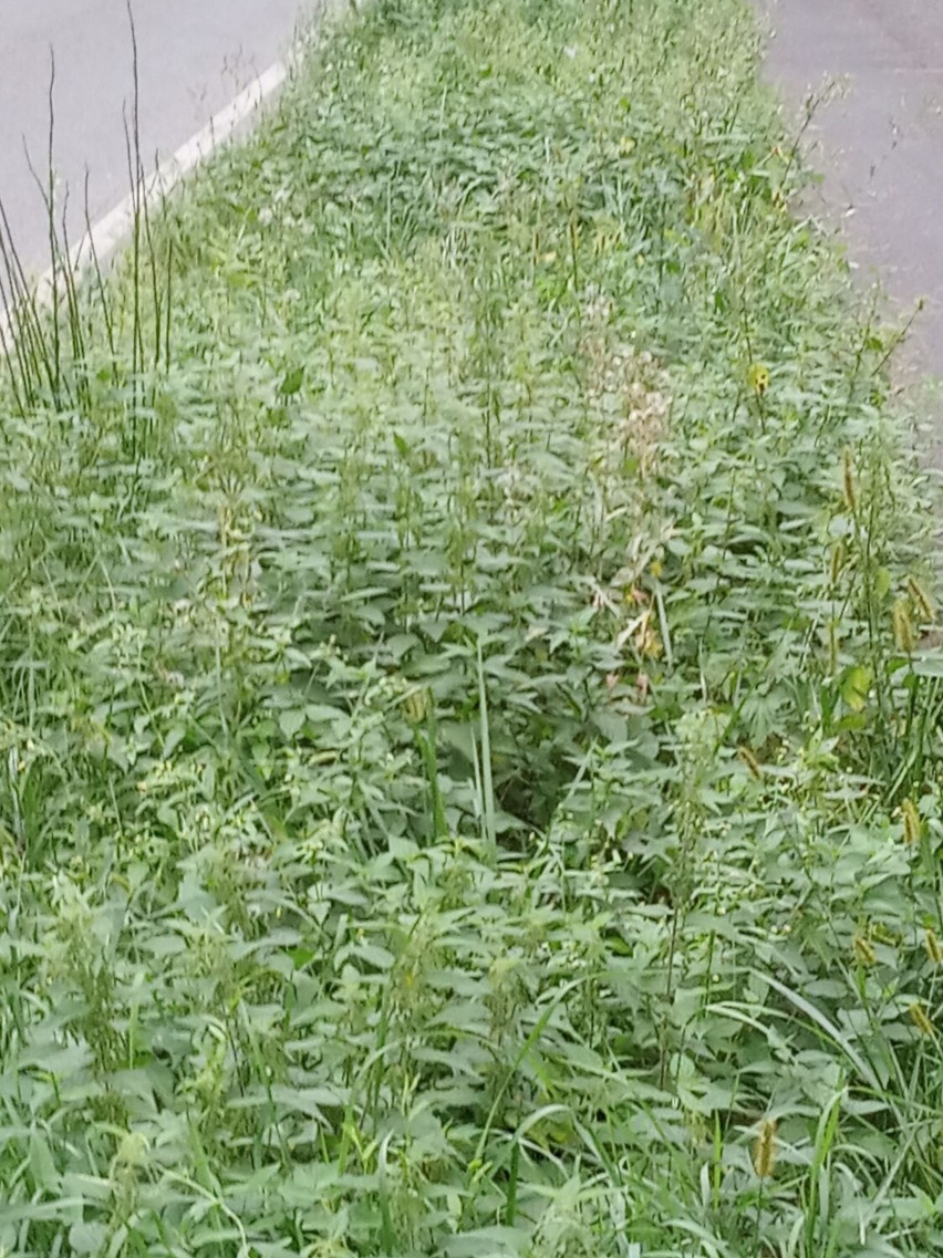 Krotoszyn. Ścieżka na Chachalnię zarosła jak "dziki agrest" [FOTO]