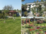 Najpiękniejsze ogródki działkowe w Tarnowskich Górach. Zobacz zdjęcia z ROD "Szczęść Boże" oraz "Za Torami" 