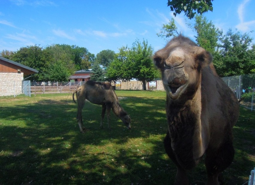 Zoo w Zamościu: Do wielbłąda przyjechała partnerka. Między...