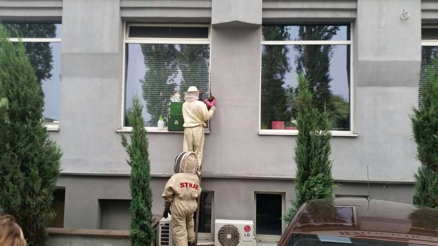 Rój pszczół na oknie przy Roździeńskiego w Katowicach....