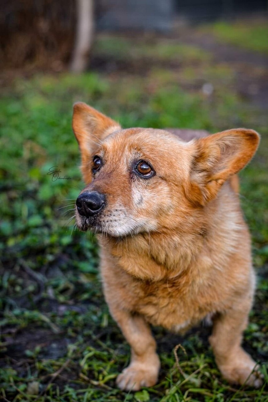 Stanley, rudy Dziadek ma swój świat. Raczej jest obojętny na...