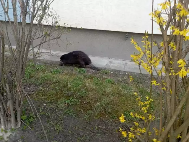 Około 8 rano mieszkańcy Sadów zauważyli bobra przechadzającego ulicami osiedla i zadzwonili do Straży Miejskiej.