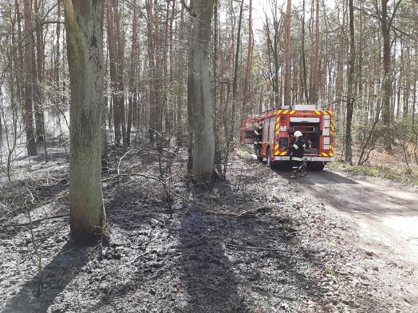 Jak płonie las? Zdjęcia i wideo z największych pożarów w naszym powiecie. Sytuacja w lasach jest bardzo zła