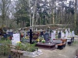 Wichura w Szczecinie: Drzewo zwaliło się na Cmentarzu Centralnym