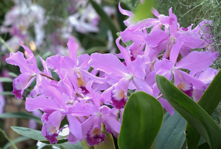 W łańcuckiej Storczykarni zakwitły królowe orchidei - ulubione kwiaty dawnych właścicieli Zamku