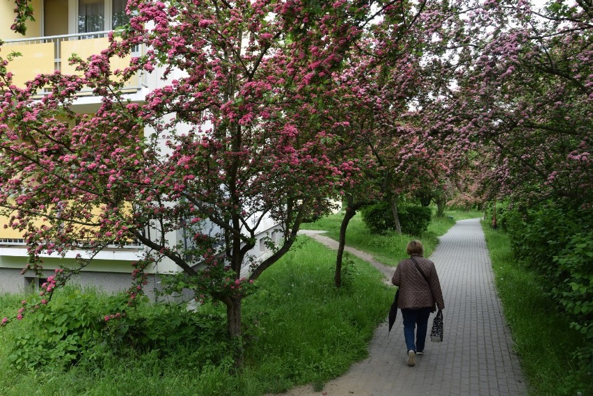 - Ostatnio pisaliście o pięknie kwitnących drzewach na ulicy...
