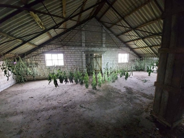 19 rosnących krzaków konopi oraz blisko 20 kilogramów suszących się już roślin zabezpieczyli policjanci z Inowrocławia na jednej z posesji w gminie Dąbrowa Biskupia