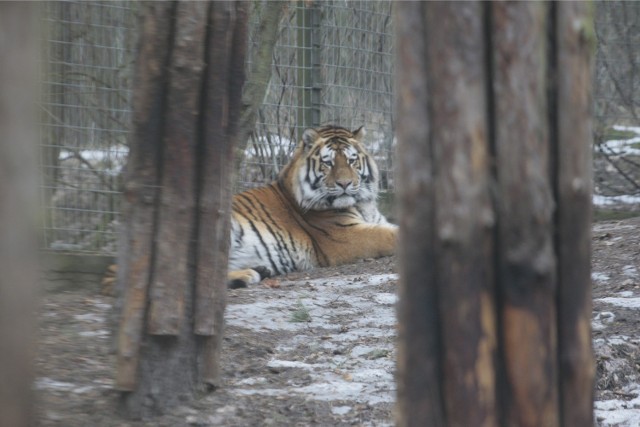 Tygrysy w poznańskim zoo