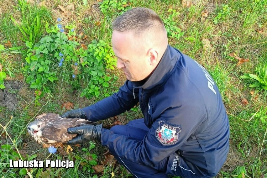 Ranny myszołów uratowany przez wschowskich policjantów.