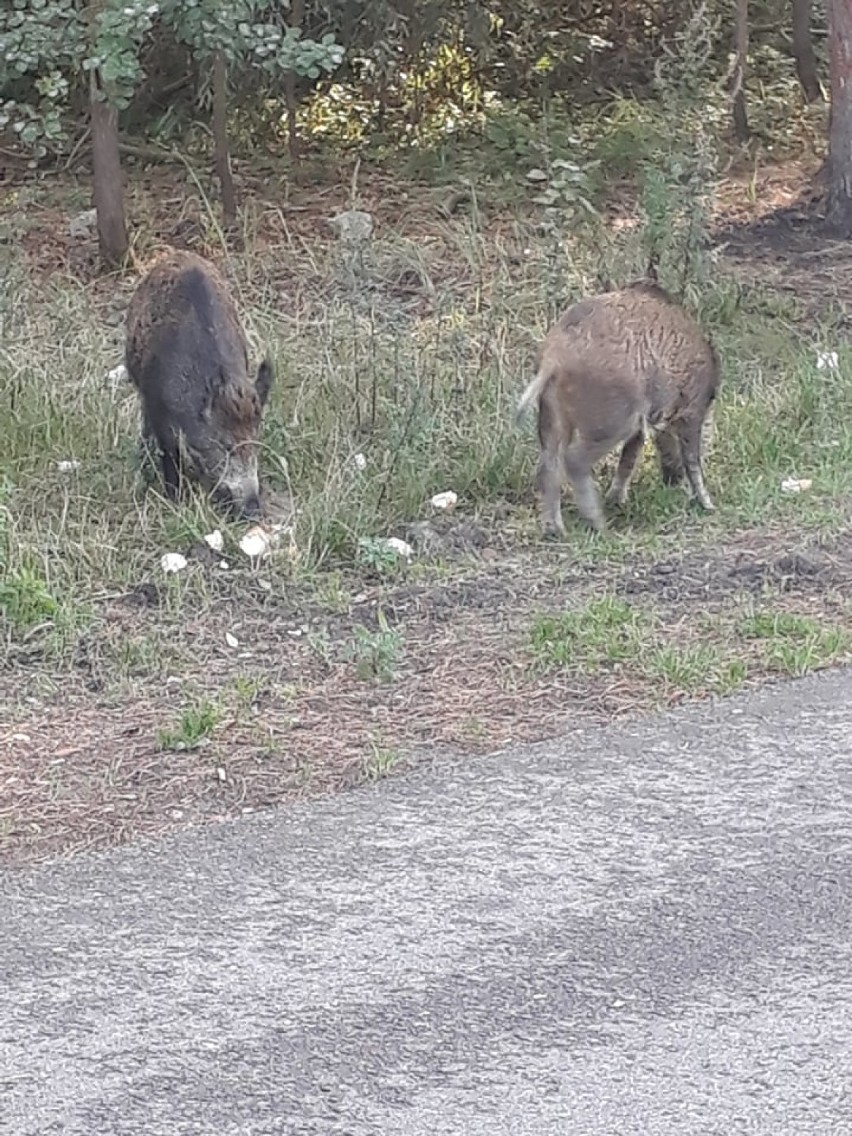 Dziki w Pyrzycach. Co zrobić, gdy zauważmy je w mieście? 